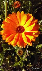 calendula